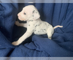 Small Photo #5 Dalmatian Puppy For Sale in MERRITT IS, FL, USA