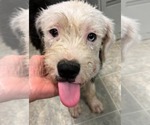 Small #1 Old English Sheepdog-Shih Tzu Mix