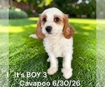 Litter of 6 - Male(s) and Female(s) Cavapoo (Miniature)Litter of Puppies for Sale - Photo #11