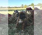 Puppy Puppy 5 Boxer