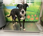 Small American Pit Bull Terrier