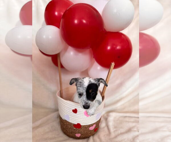 Medium Photo #2 Mutt Puppy For Sale in New London, WI, USA