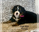 Puppy Pinkie Pie Bernese Mountain Dog