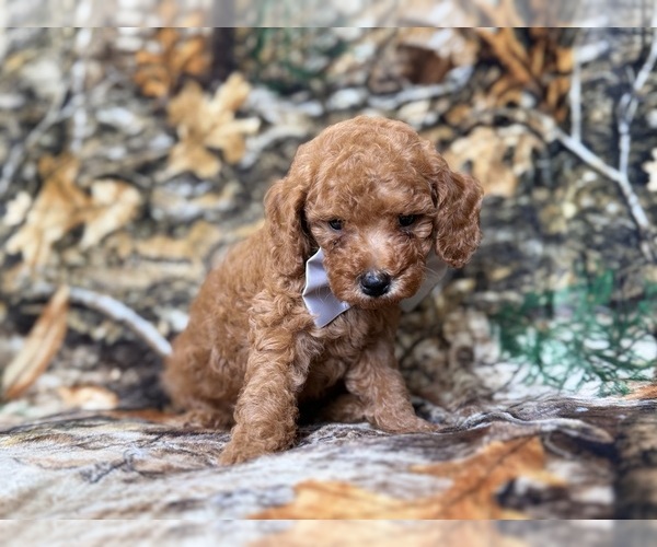 Medium Photo #2 Cavapoo (Miniature) Puppy For Sale in LAKELAND, FL, USA