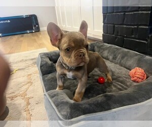 French Bulldog Puppy for sale in HOUSTON, TX, USA