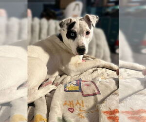 Labrador Retriever-Rat Terrier Mix Dogs for adoption in LAKE ST LOUIS, MO, USA