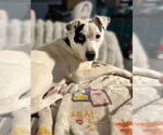 Small #2 Breeder Profile image