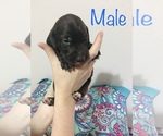 Small Photo #4 Border Collie-German Shorthaired Pointer Mix Puppy For Sale in MIDLAND, TX, USA