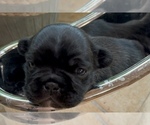 Small #1 American Bullnese