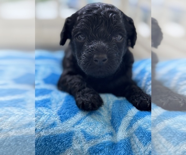 Medium Photo #29 Cavapoo-Poodle (Toy) Mix Puppy For Sale in PENSACOLA, FL, USA