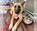 Small #3 Anatolian Shepherd Mix