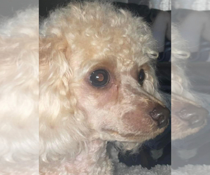 Mother of the Poodle (Toy) puppies born on 11/10/2025