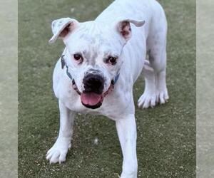 Joy - Female Boxer Dog for Adoption - Photo #2