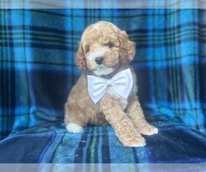 Cavapoo Puppy for sale in LAKELAND, FL, USA