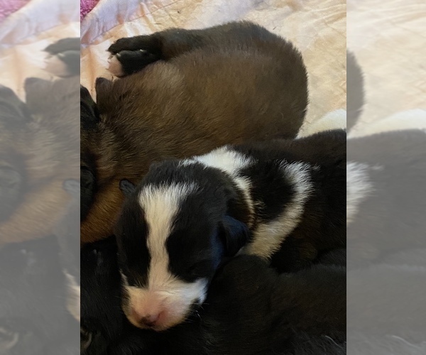 Medium Photo #5 Saint Berdoodle-Saint Bernard Mix Puppy For Sale in BEAVER FALLS, PA, USA