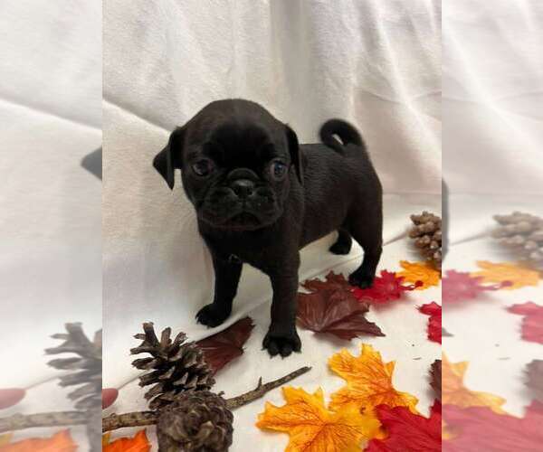 Medium Photo #13 Pug Puppy For Sale in BRIDGEWATER, VA, USA