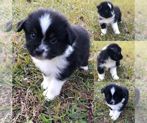 Miniature Australian Shepherd Puppy for sale in BROOKER, FL, USA