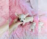 Small #18 Chihuahua