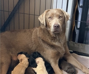Mother of the Labrador Retriever puppies born on 08/26/2022