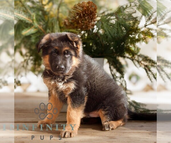 Medium Photo #4 German Shepherd Dog Puppy For Sale in HONEY BROOK, PA, USA