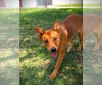 Small German Shepherd Dog Mix