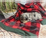 Small Photo #3 Aussiedoodle Miniature  Puppy For Sale in COMMERCE, MI, USA