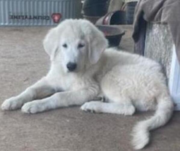 Medium Photo #4 Great Pyrenees Puppy For Sale in MULLIN, TX, USA