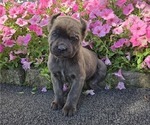 Puppy Bluey Cane Corso