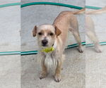 Small #5 Norfolk Terrier Mix