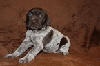 Small Photo #3 German Shorthaired Pointer Puppy For Sale in BLAINSPORT, PA, USA
