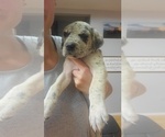 Small Photo #25 Daniff-Neapolitan Mastiff Mix Puppy For Sale in MONTEVIEW, ID, USA