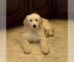 Small #2 Goldendoodle