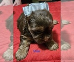 Small #8 Yorkshire Terrier