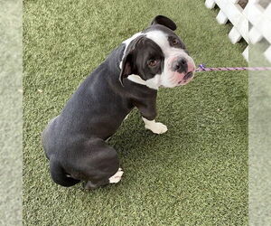 Medium Bull Terrier