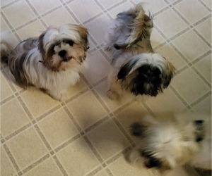 Shih Tzu Puppy for sale in SAINT CHARLES, MO, USA