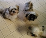 Small Shih Tzu