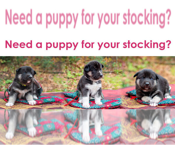 Medium Photo #4 Siberian Husky Puppy For Sale in WESTHAMPTON, MA, USA