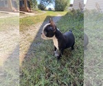 Small #10 Boston Terrier