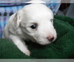 Small Photo #2 Coton de Tulear Puppy For Sale in COLUMBIA, MO, USA