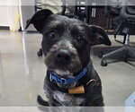 Small Mutt