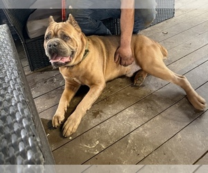 Father of the Cane Corso puppies born on 04/09/2026