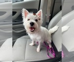 Small Photo #1 West Highland White Terrier Puppy For Sale in BLACKSBURG, VA, USA