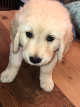 Medium Photo #1 Golden Retriever Puppy For Sale in WINTHROP, IA, USA