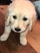 Small Photo #1 Golden Retriever Puppy For Sale in WINTHROP, IA, USA