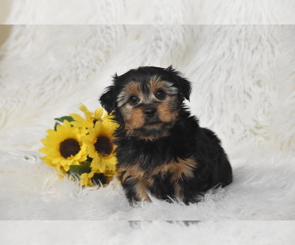 Medium Photo #2 Yorkshire Terrier Puppy For Sale in ELDORADO, OH, USA