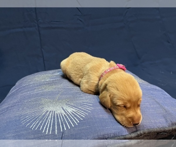 Medium Photo #30 Labrador Retriever Puppy For Sale in BARTLETT, IL, USA