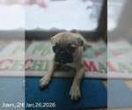 Small #3 Pug