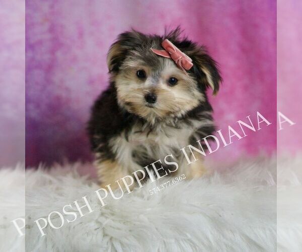 Medium Photo #5 Morkie Puppy For Sale in WARSAW, IN, USA
