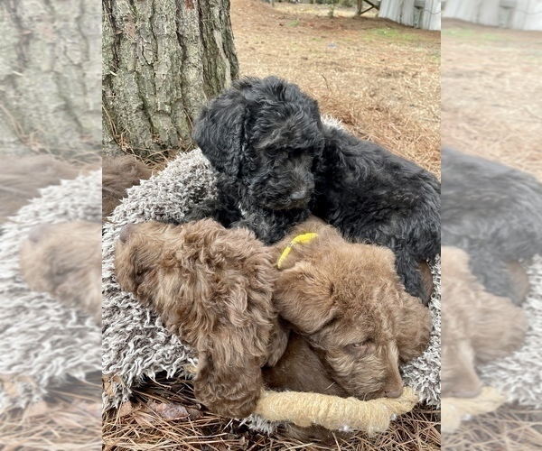 Medium Photo #9 Labradoodle-Poodle (Standard) Mix Puppy For Sale in MIDDLESEX, NC, USA