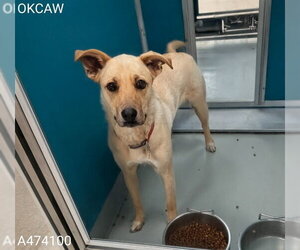 German Shepherd Dog Dogs for adoption in Oklahoma City, OK, USA